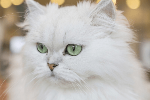 white cat
