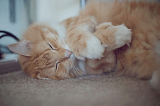 Polydactyl Cat