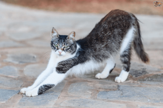 Cyprus Cat