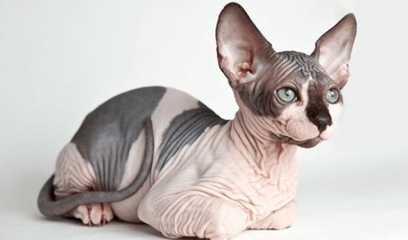 Sphynx Cat