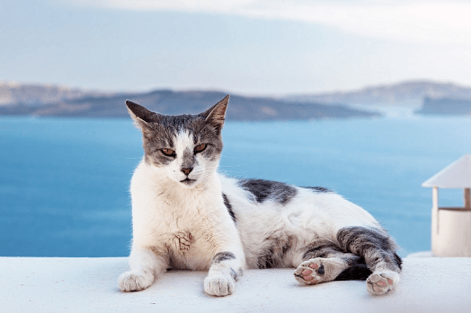 Aegean Hybrid Cat
