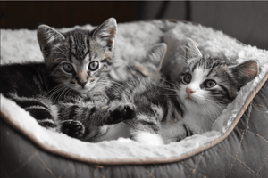 How to Choose Cat Litter