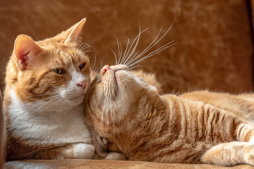 Signs Your Cat Wants Another Cat
