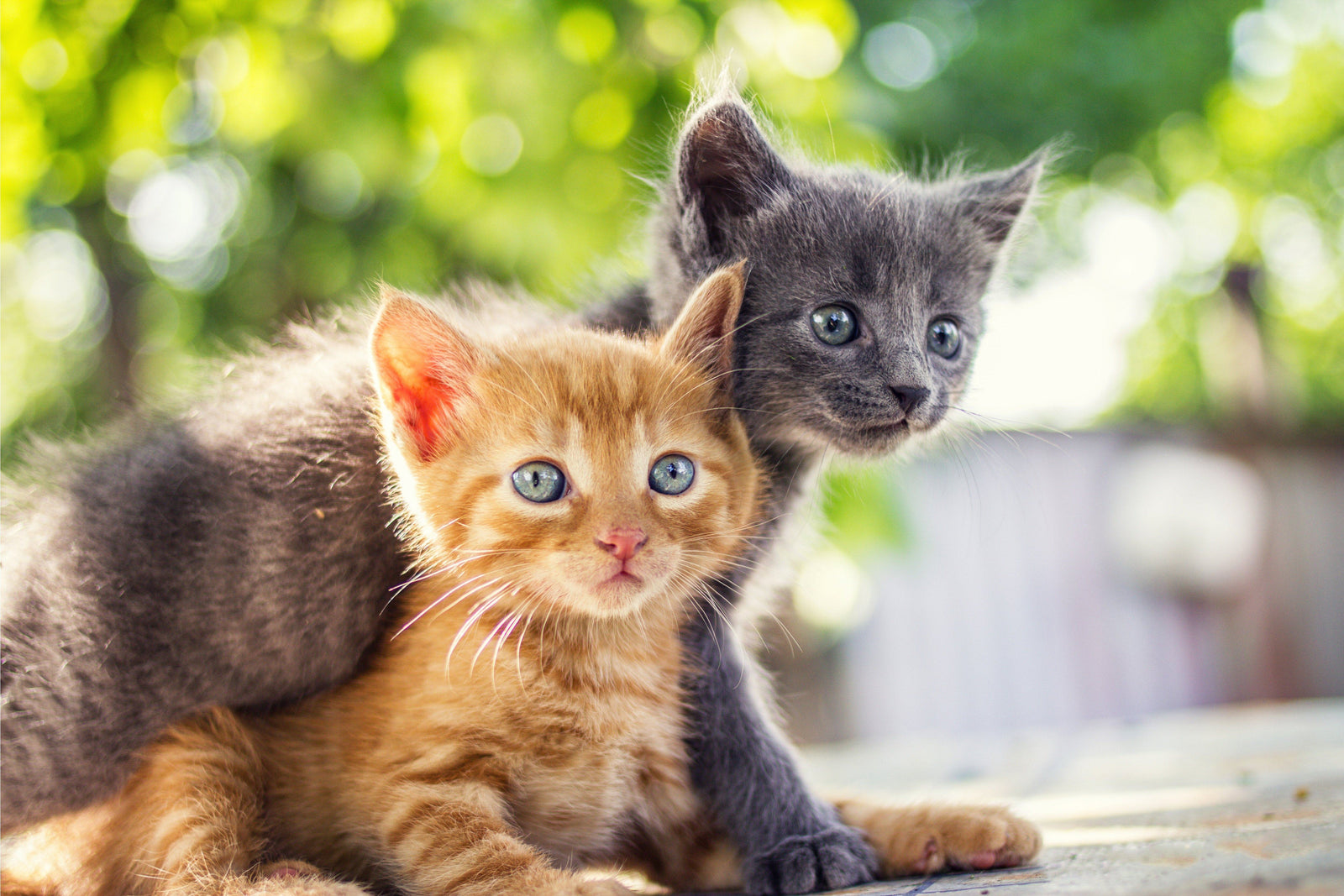 kittens