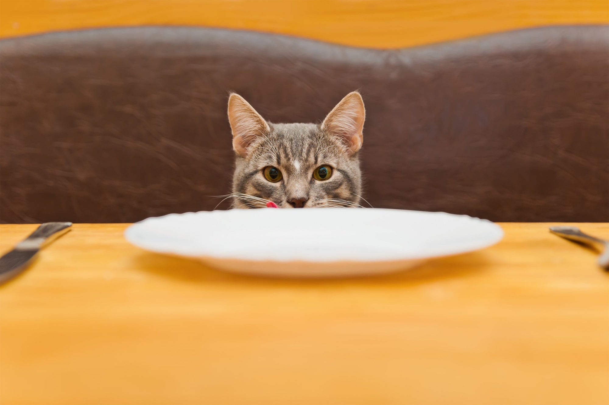 cat by plate