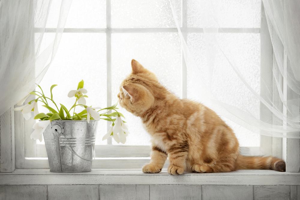What Your Feline Friend Does When You're Away