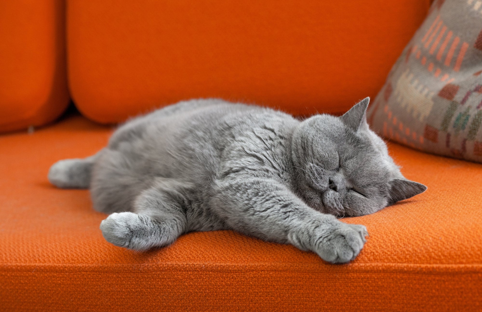 cat on couch