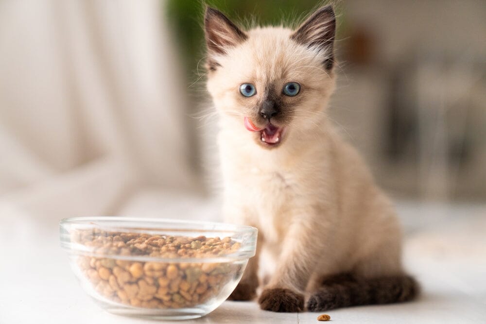 When Do Kittens Start Eating Food