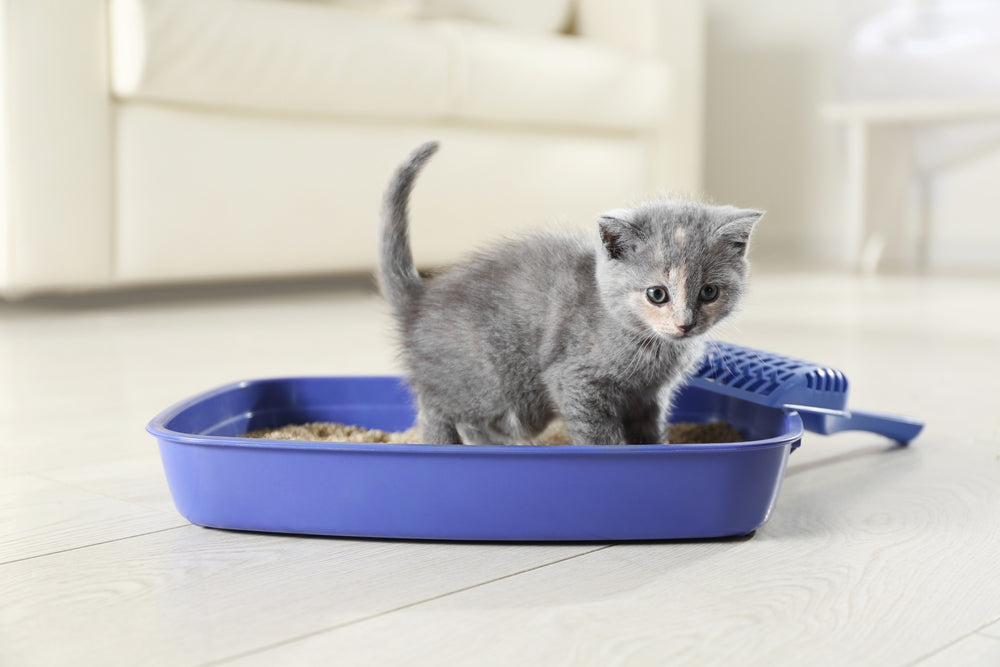 When Do Kittens Start Using the Litter Box