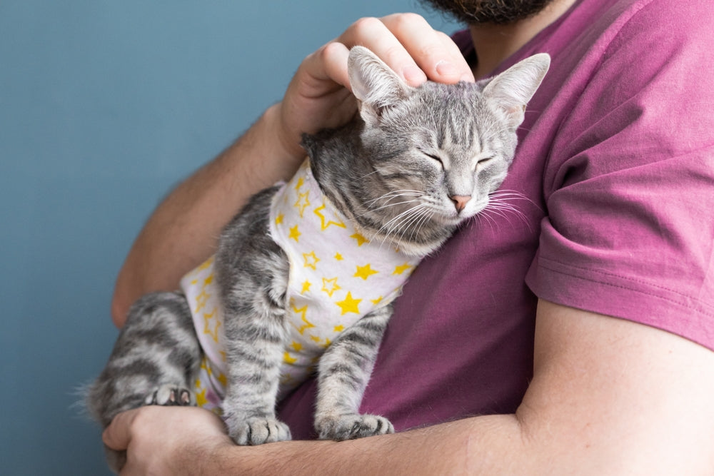 When is the Right Time to Neuter Your Cat