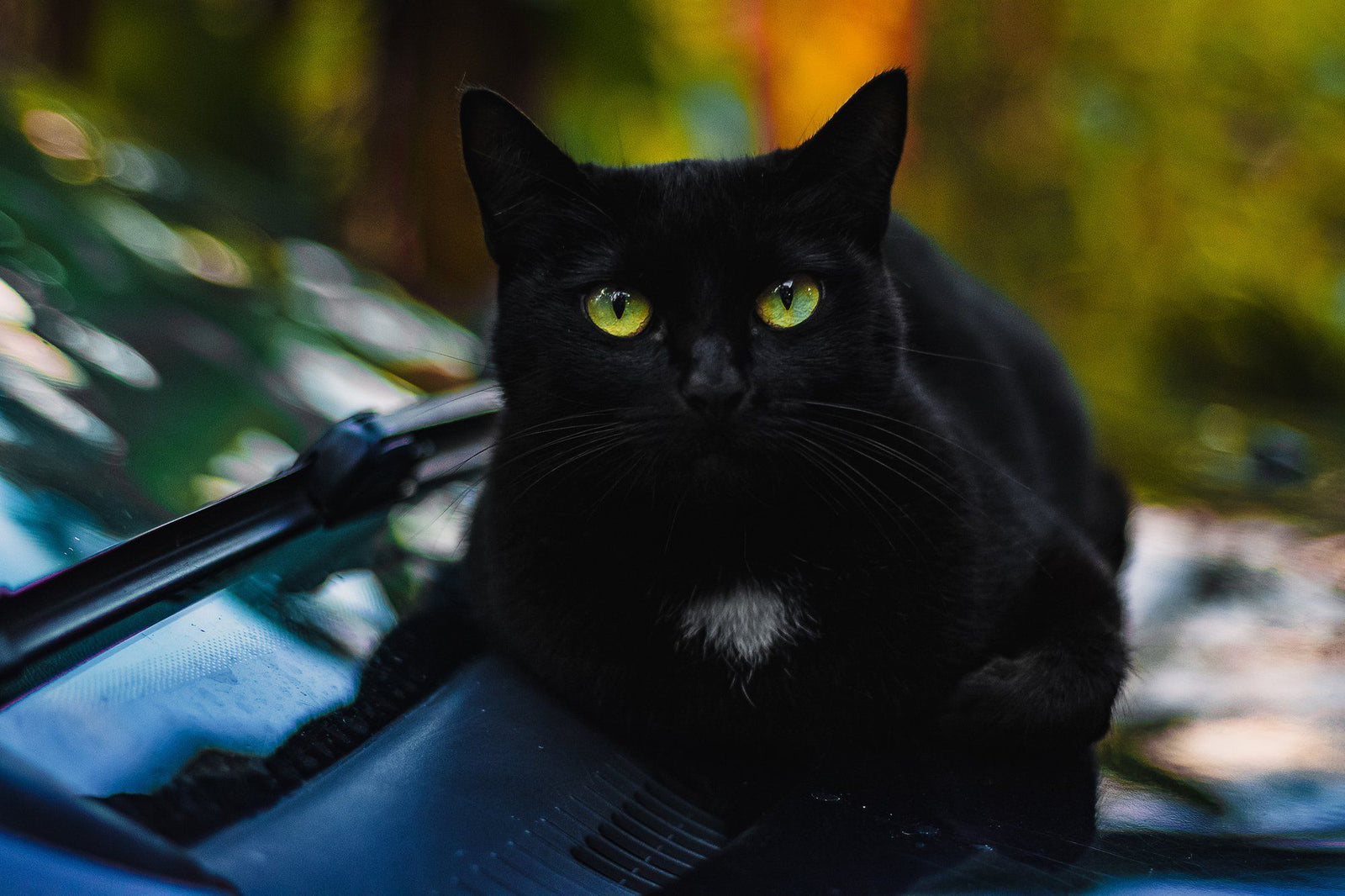 Cool Cats of 2019: Remarkable Kitty Stories & Unique Pet Parents