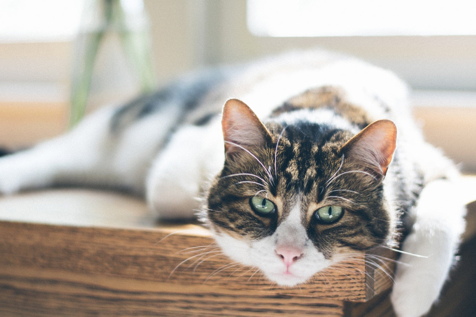 cat laying by window