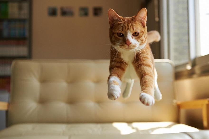 cat jumping