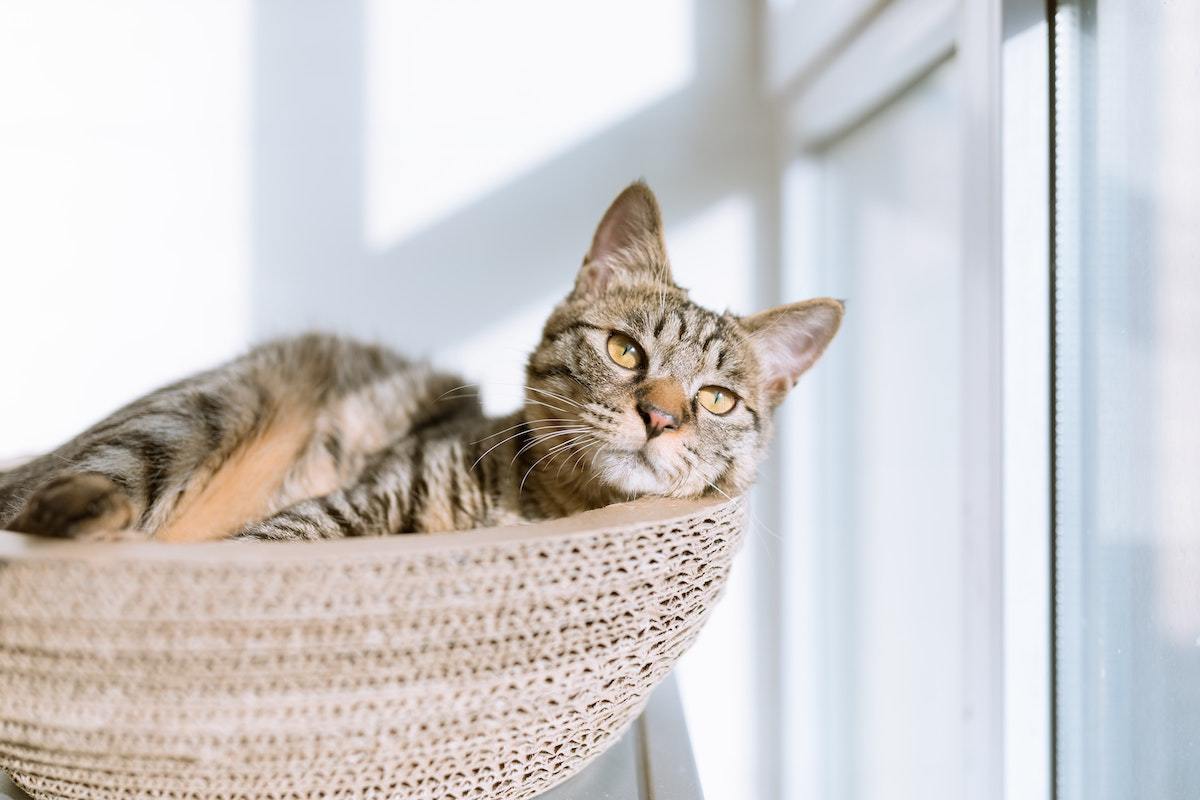 cat by window