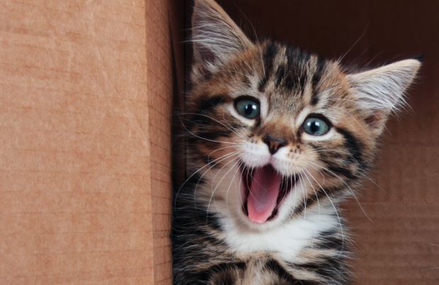 National Cat Month