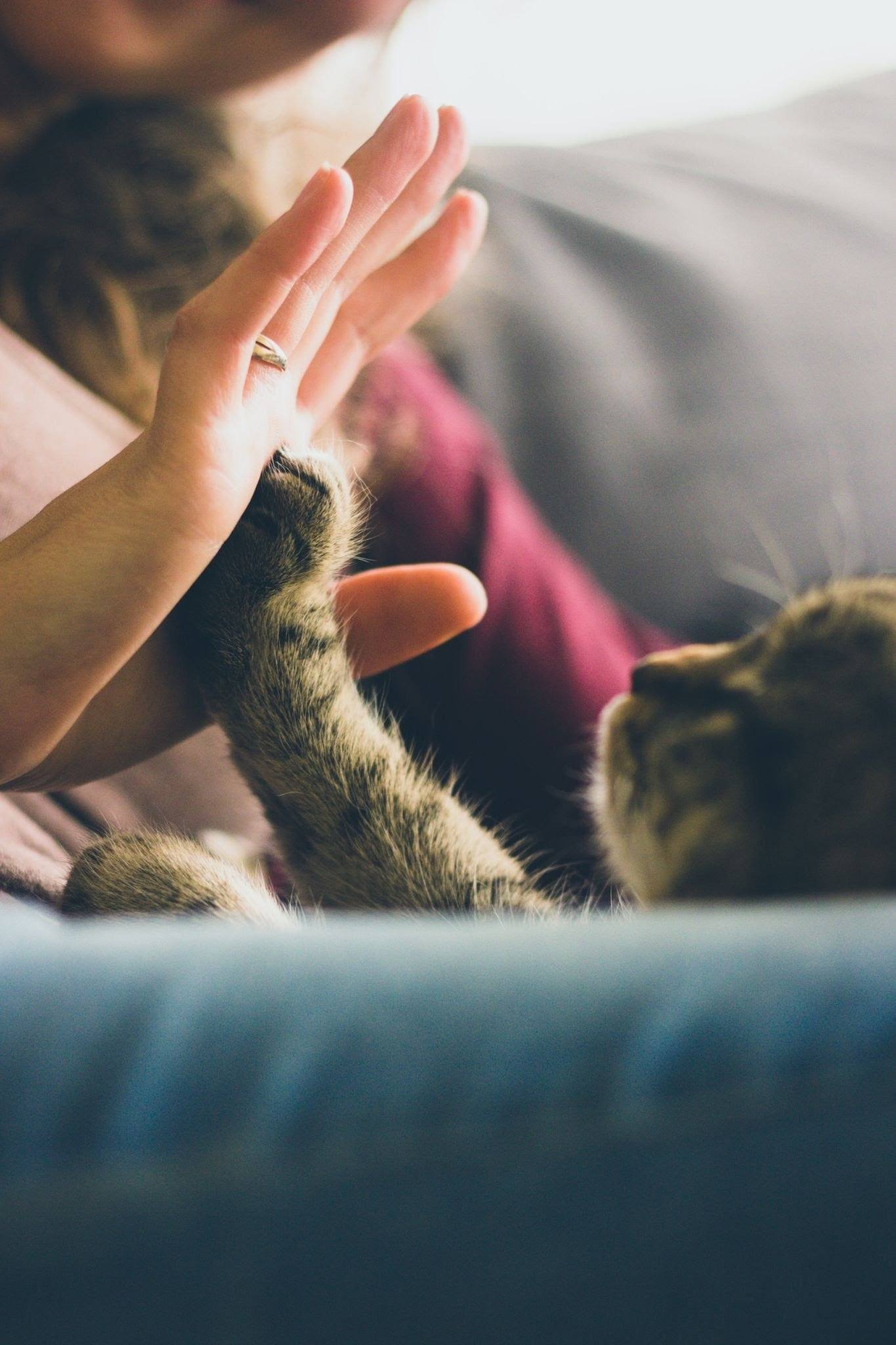 Pet Hurricane Safety Tips