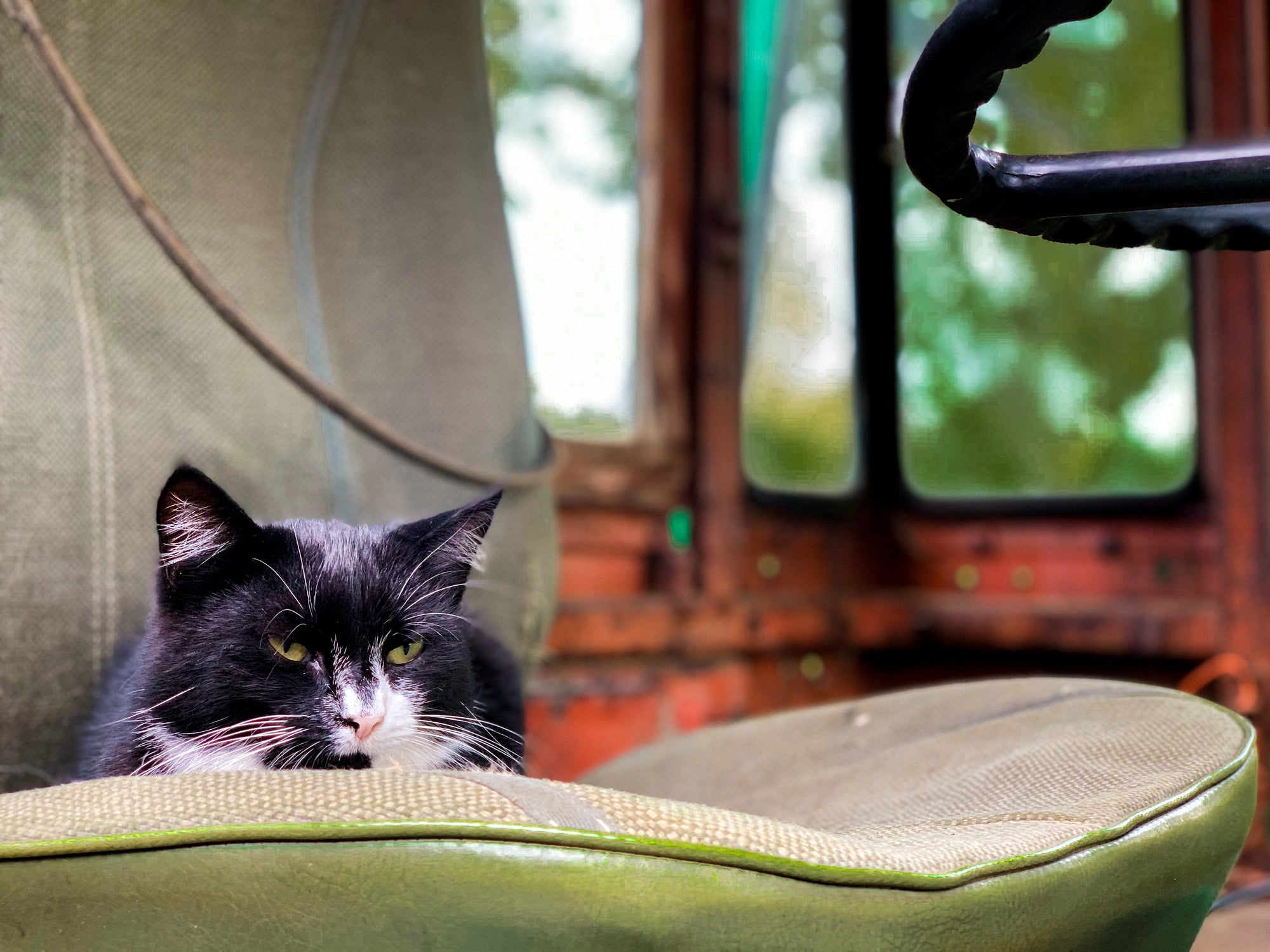 6 Signs Your Cat Is Getting Older