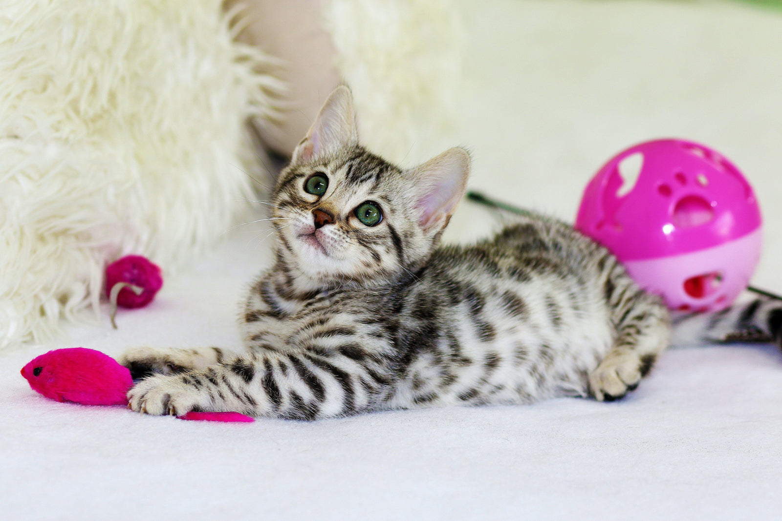 Guide on How to Calm A Hyper-Kitten Down