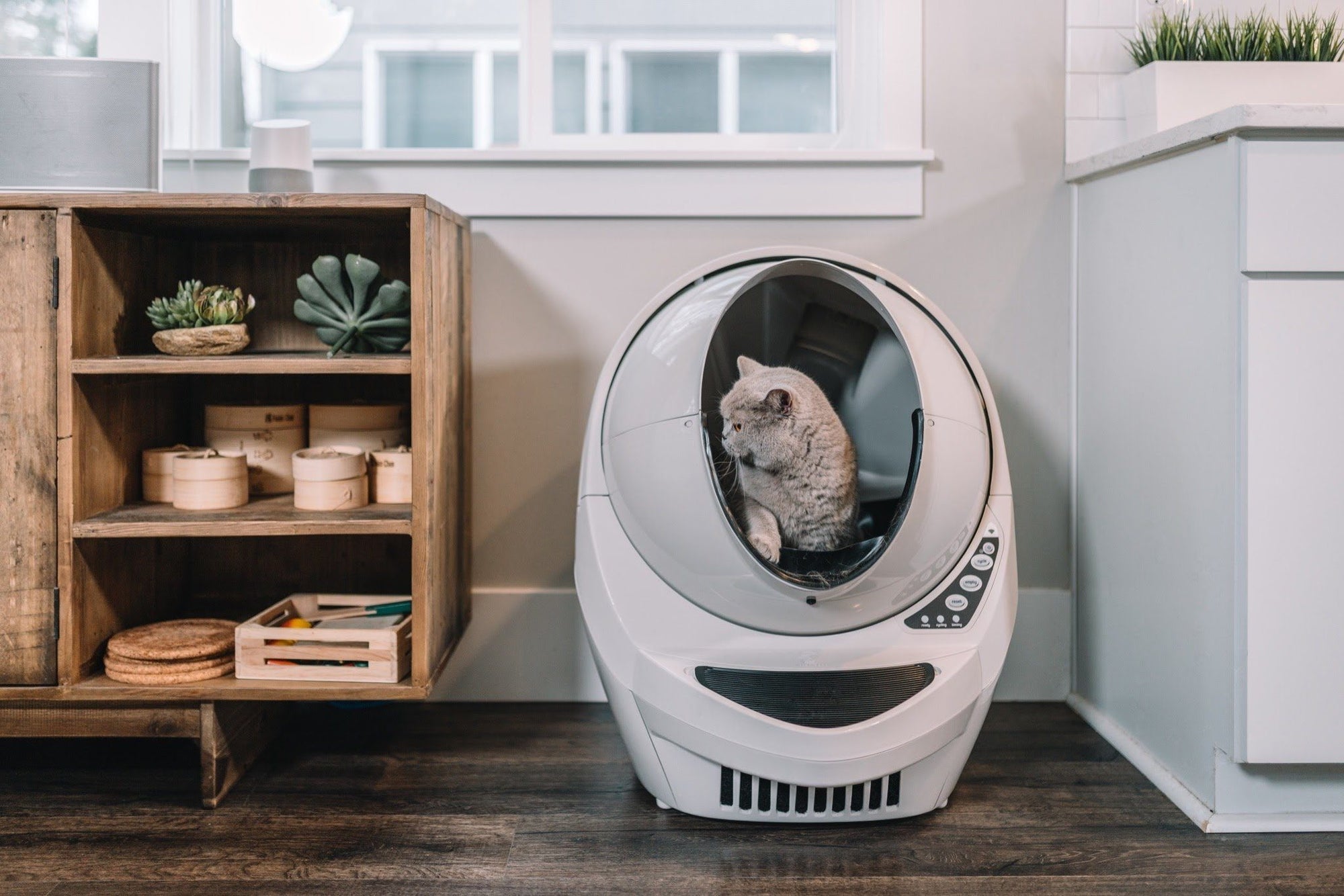 cat in litter robot