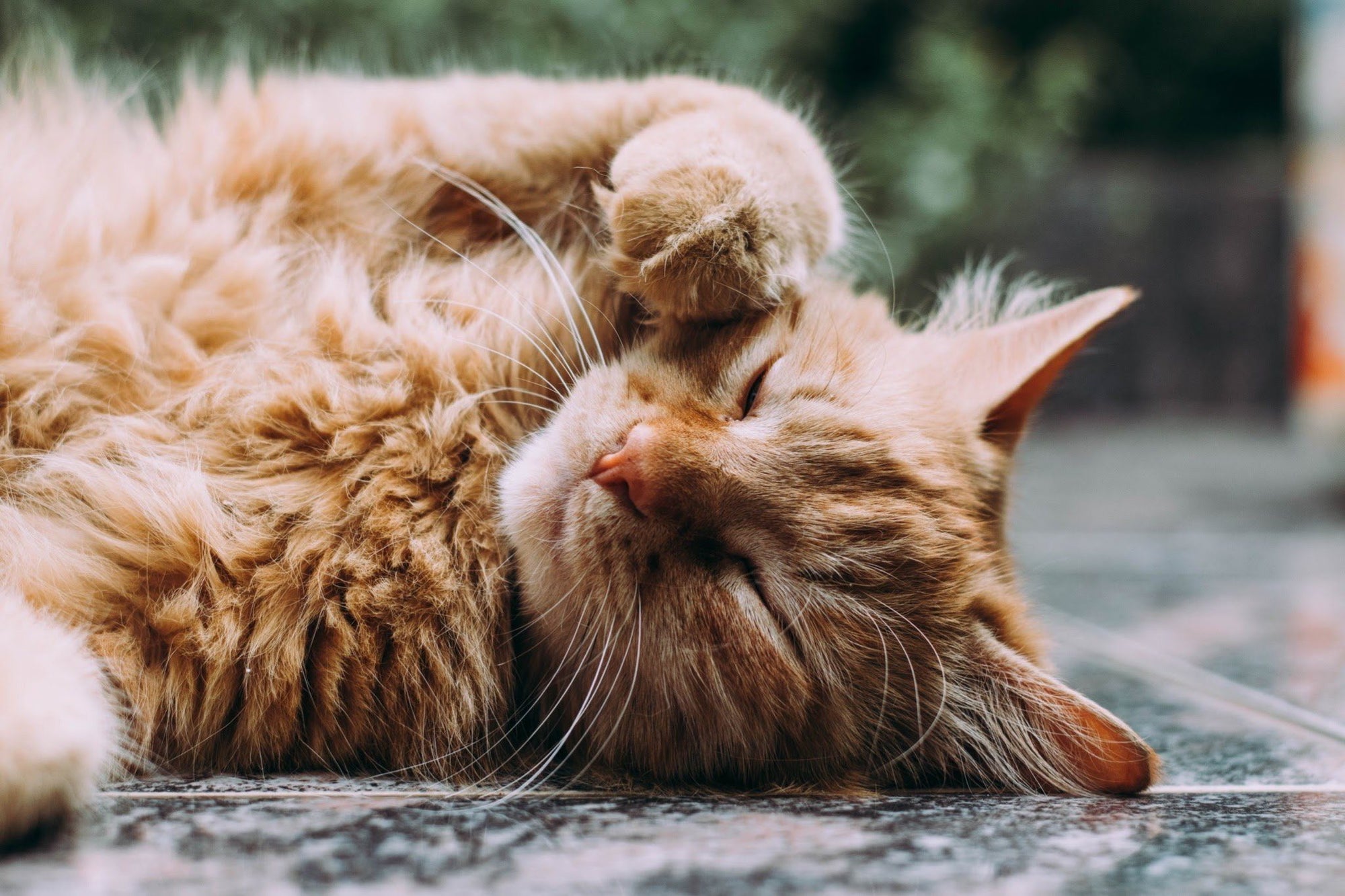 orange cat pawing face