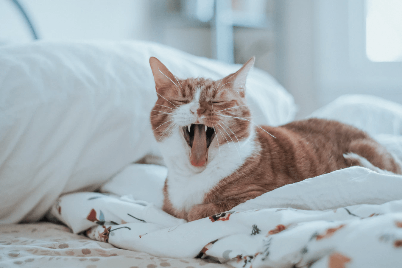 Why Do Cats Purr?
