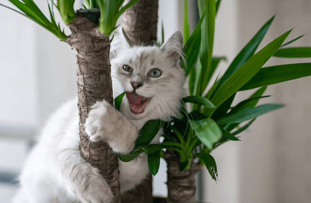 cat on tree