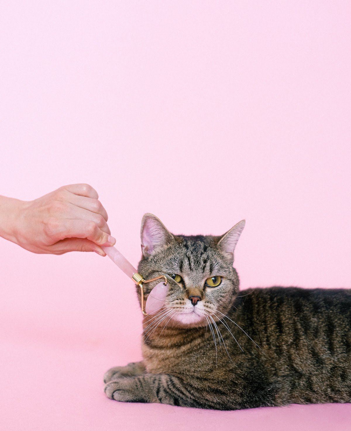 New Years Resolutions for Your Cat
