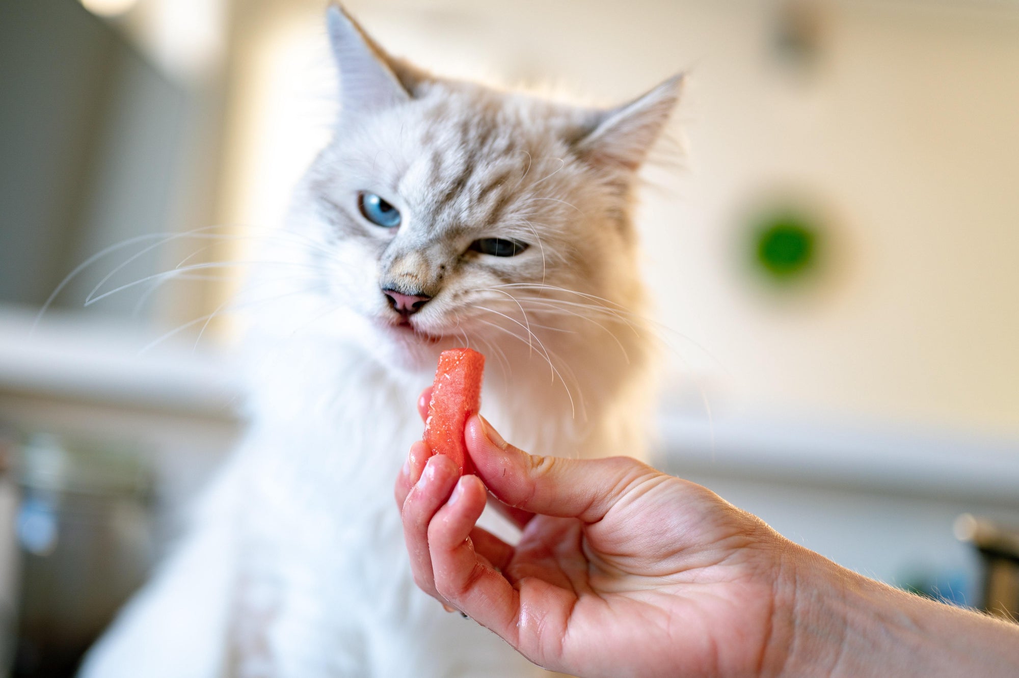 cat eating food