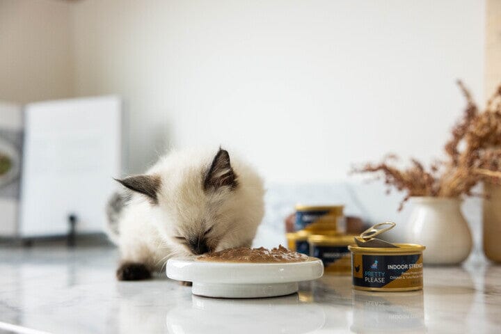 Can Cats Eat Chicken