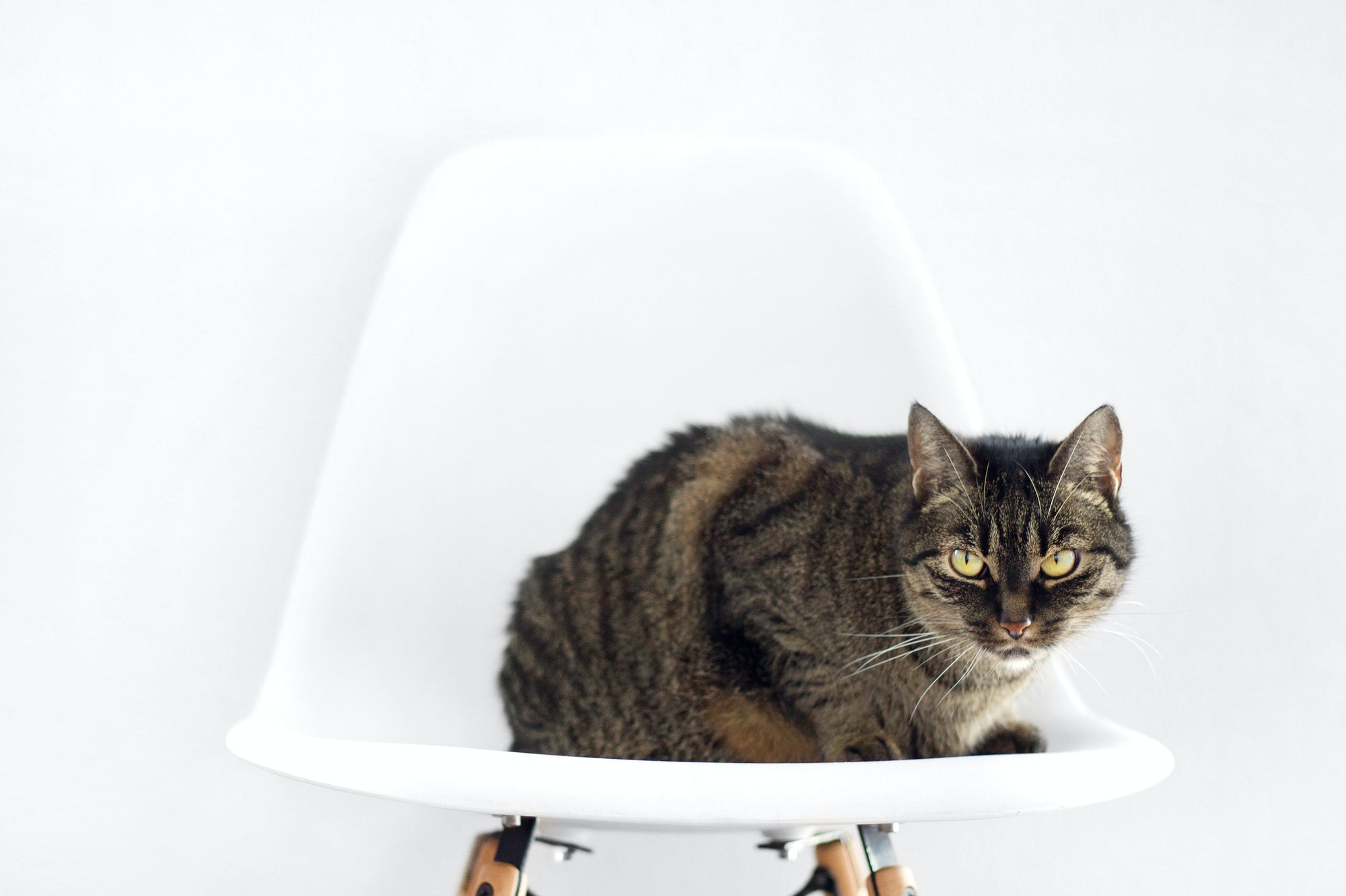 Scented vs Unscented Litter