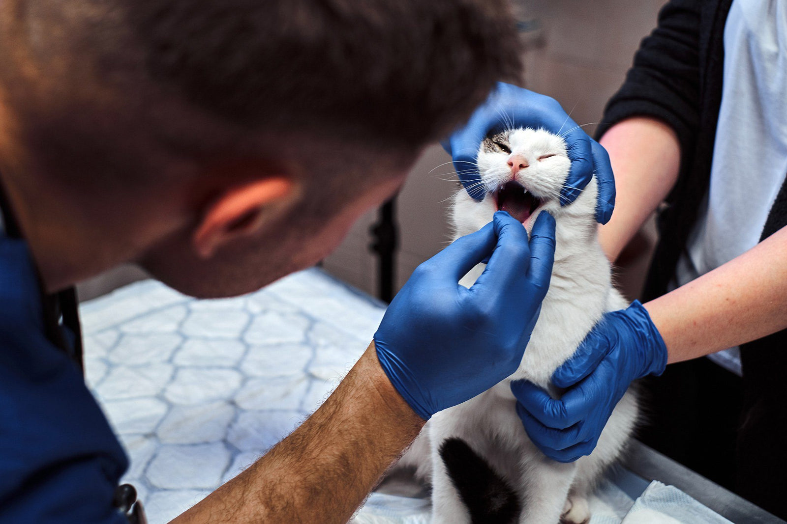Cat Dental Care
