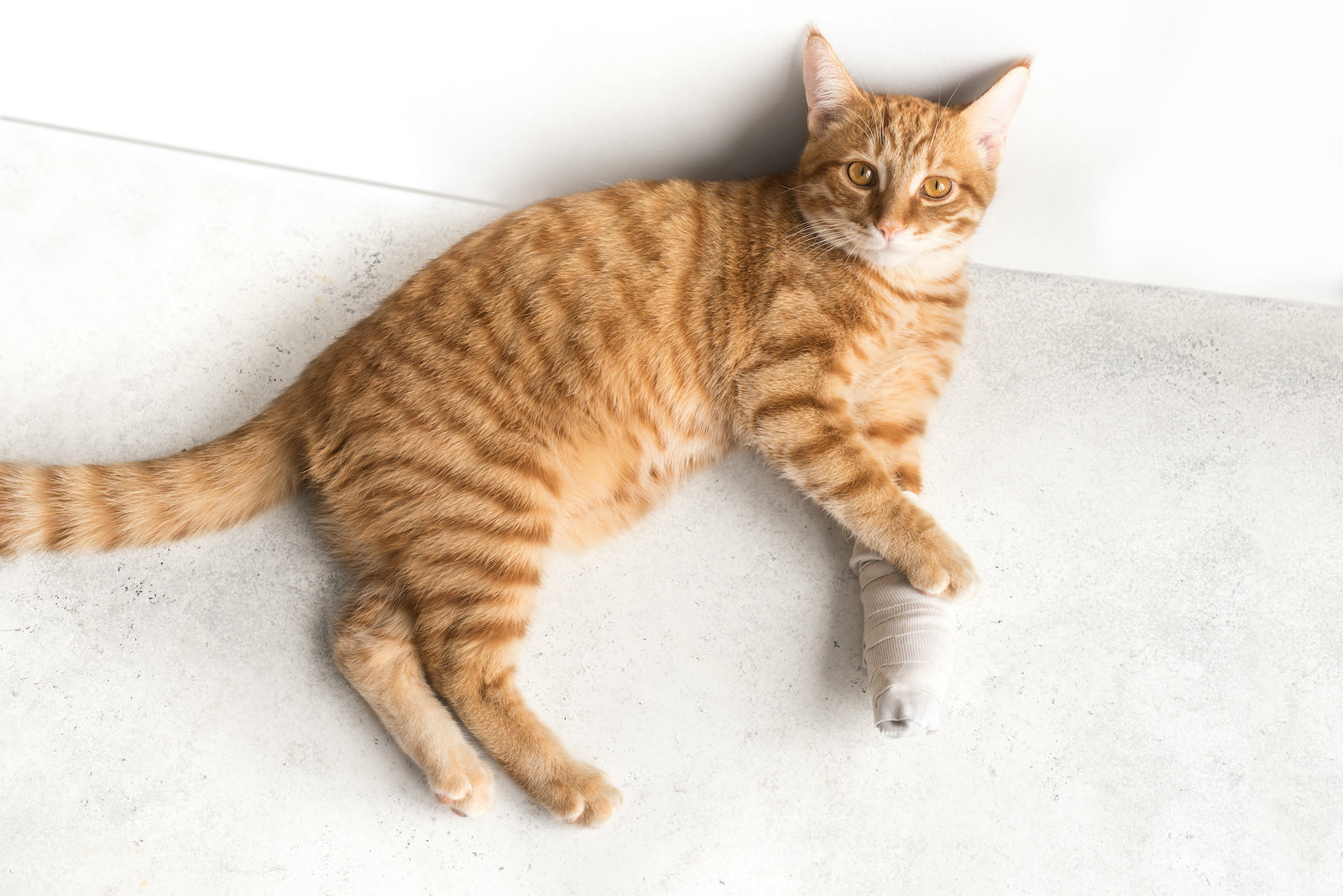 Cat Fractures: Symptoms & Treatments