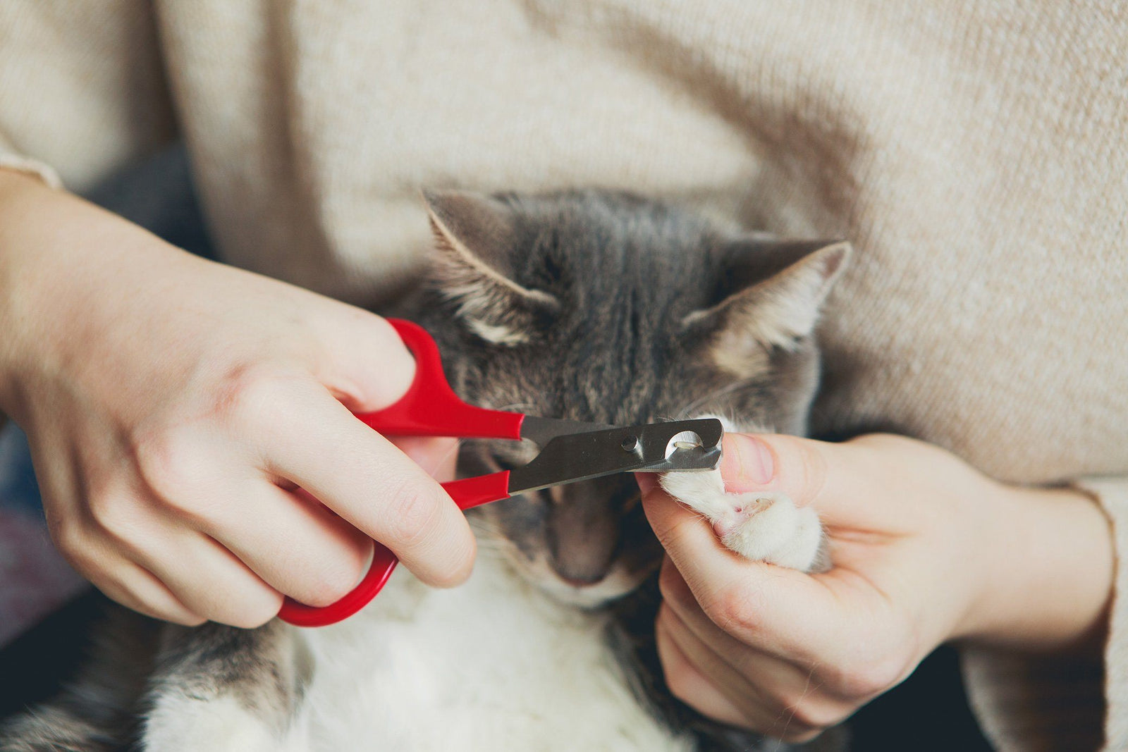 Trim Your Cat's Nails