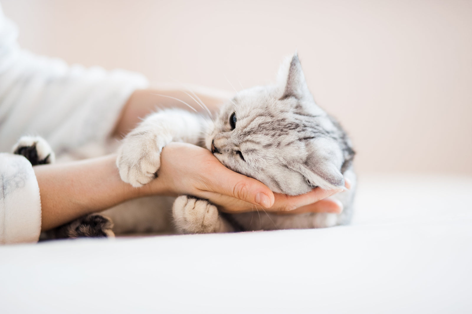 Lumps and Bumps in Cats: What Cat Parents Should Know