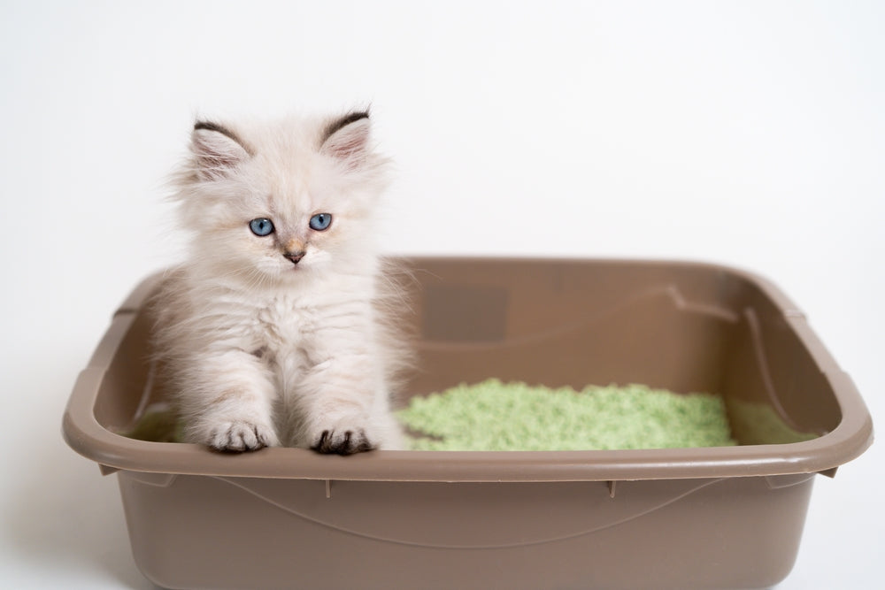 cat in litter box