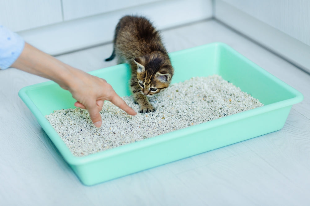 Are Cats Low Maintenance?