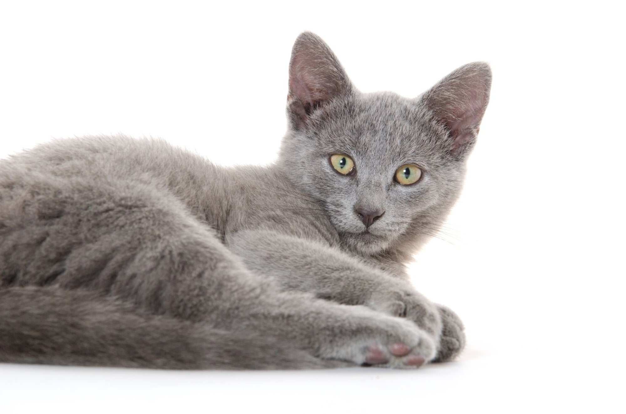 Why Is My Cat Eating Litter?
