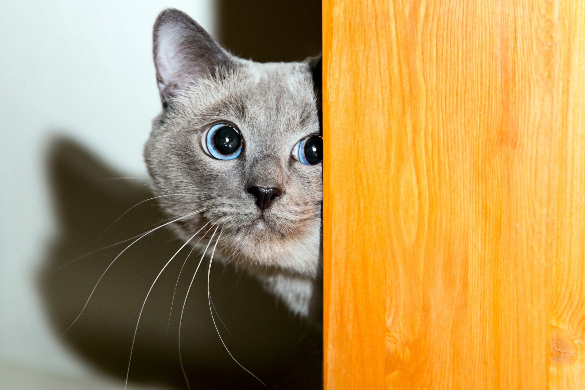 cat behind door