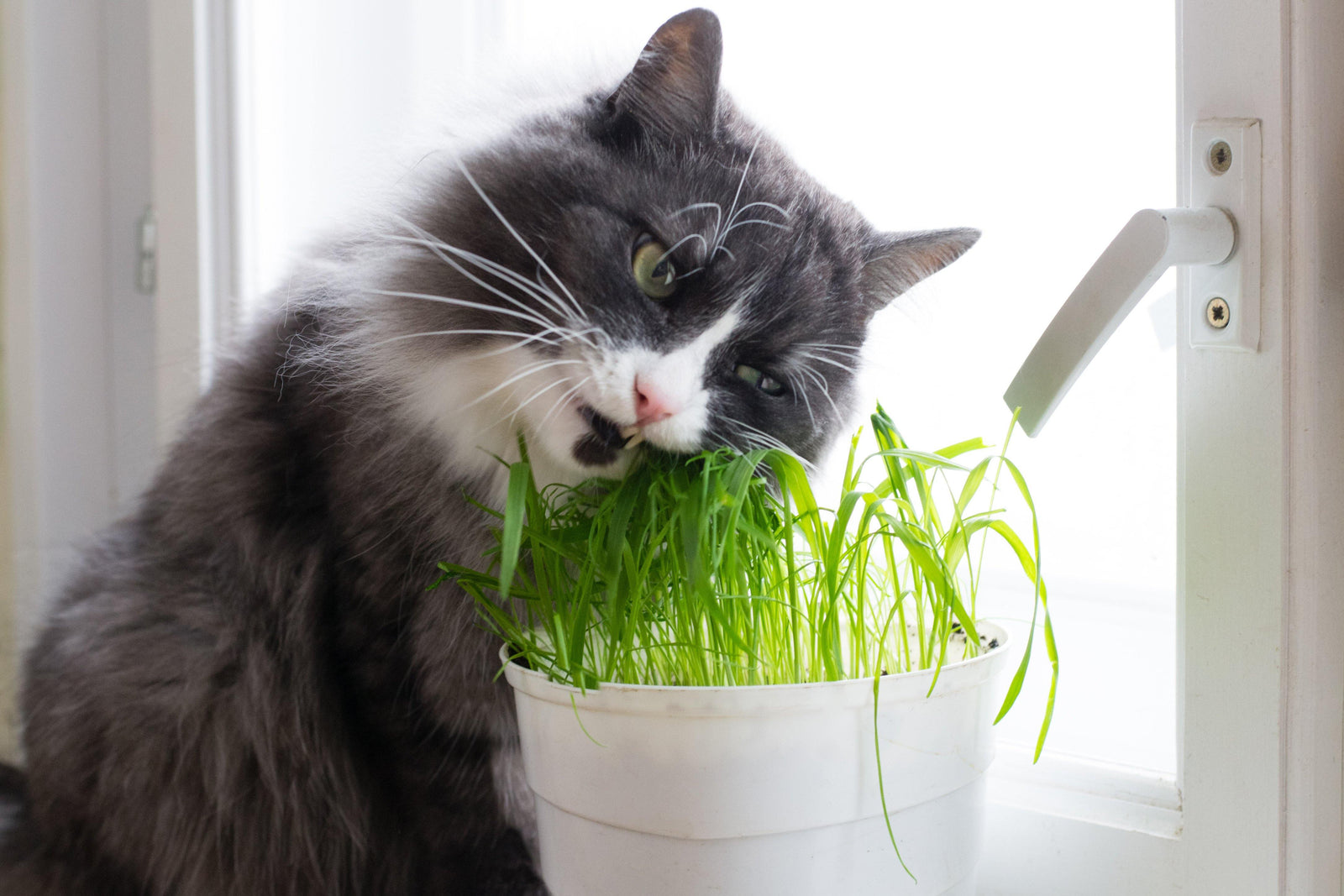 cat eating plant