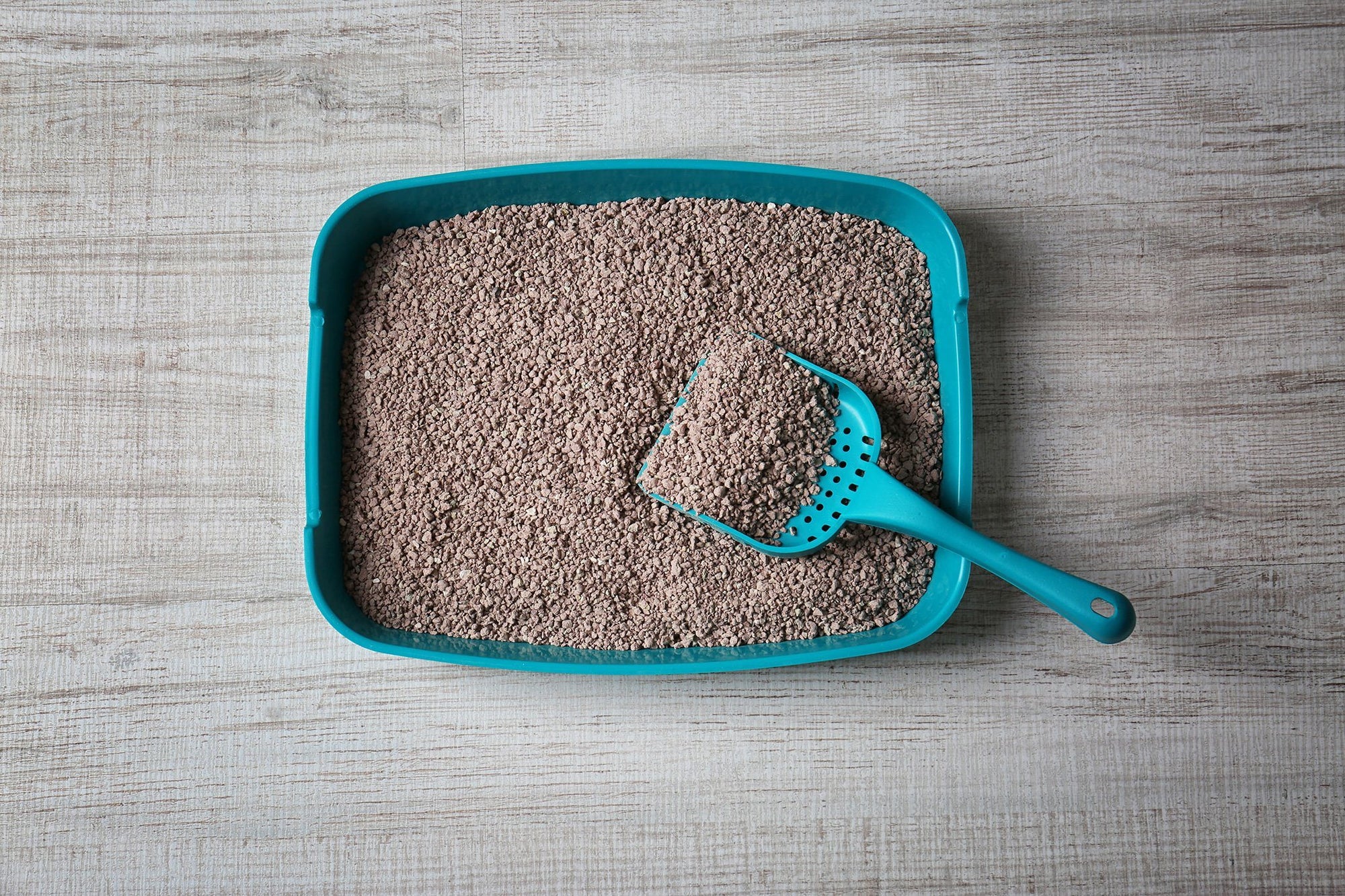 clay litter in litter box