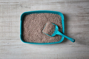 When to Change Cat Litter