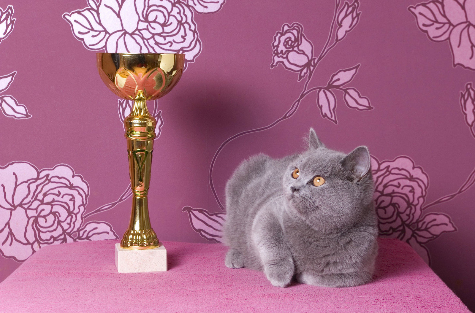 cat shows
