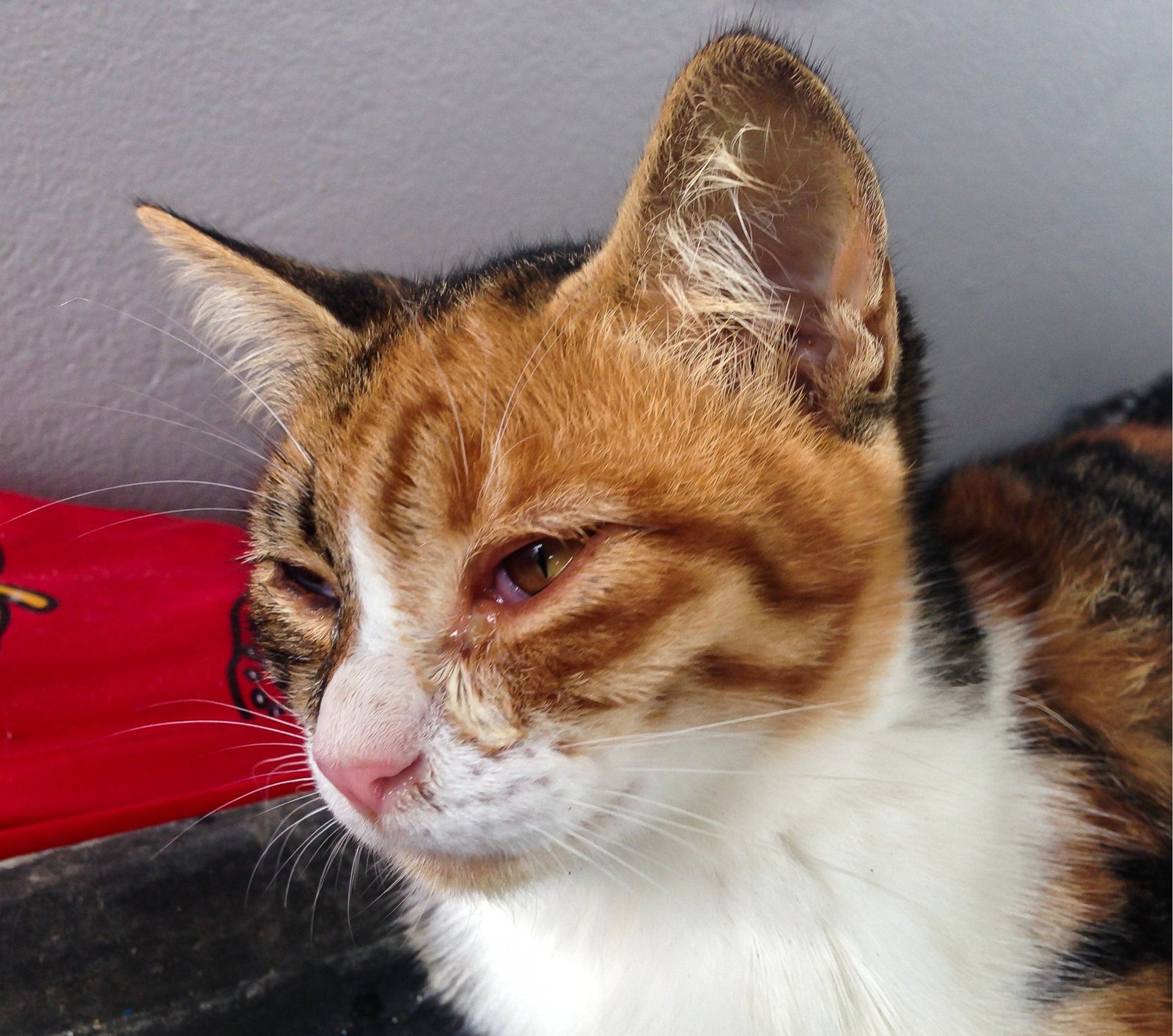 cat with irritated eyes
