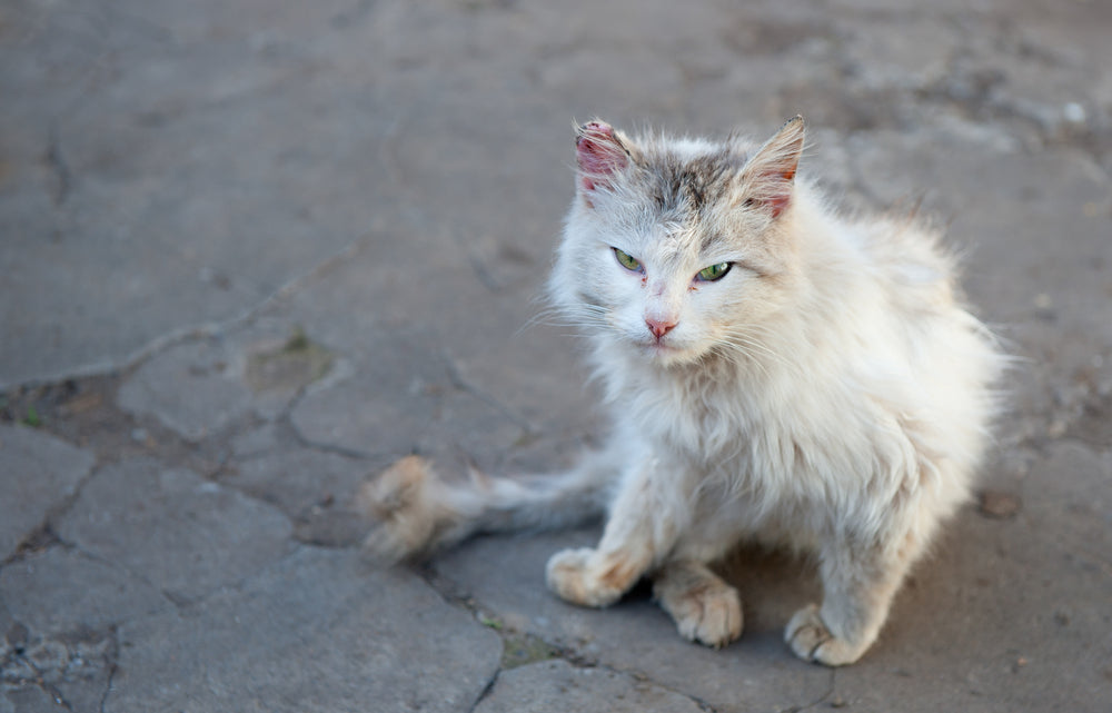 How to Litter Train A Stray Cat