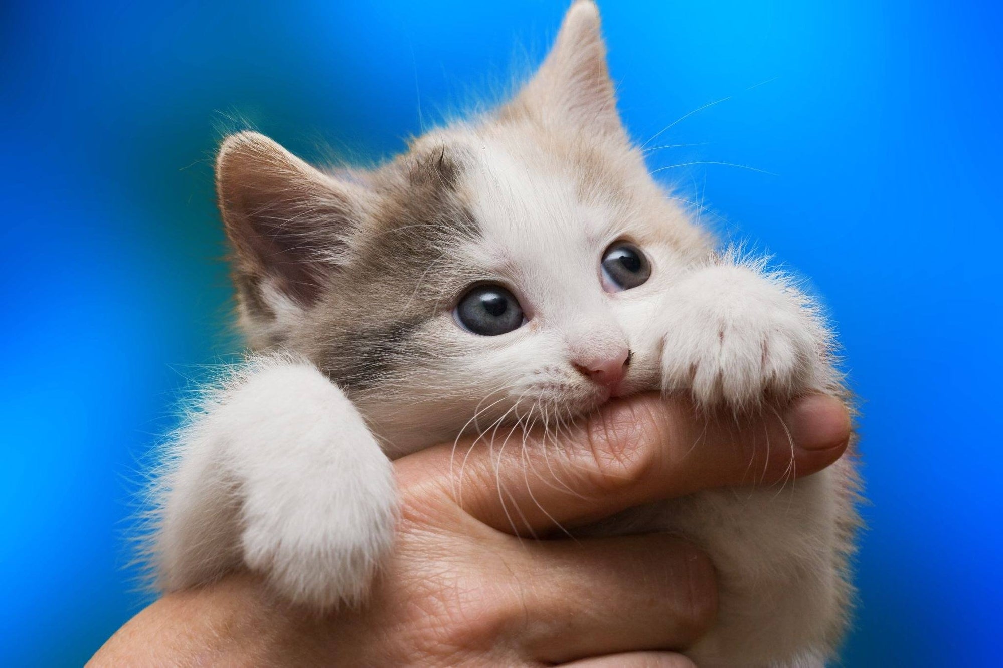 How to Get Kittens to Stop Biting