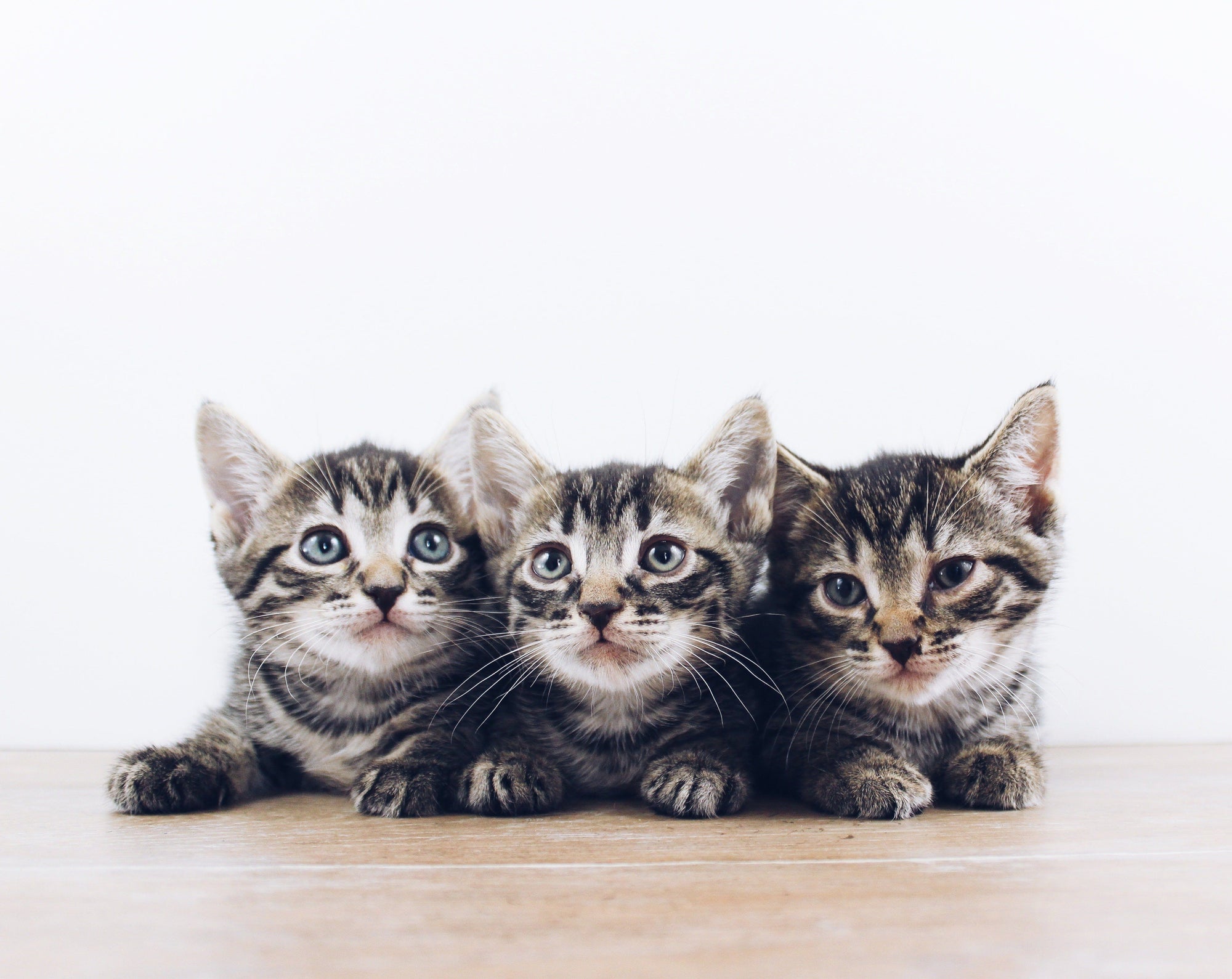 three kittens