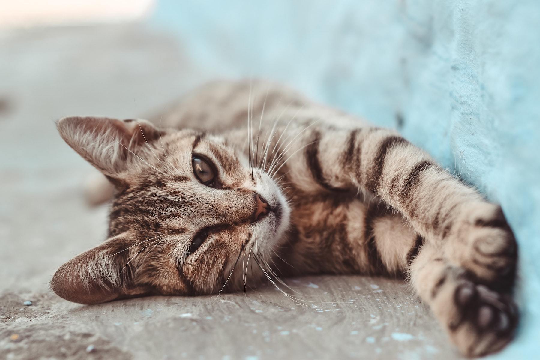 Why Do Cats Have Whiskers